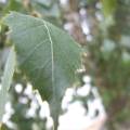 dscf2814.jpg