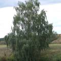 dscf2821.jpg