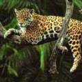 jaguar1.jpg