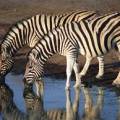 zebra3.jpg