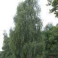 dscf2812.jpg