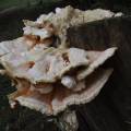 dscf2838.jpg