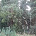 dscf2868.jpg