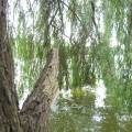 dscf2806.jpg