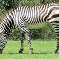 zebra2.jpg