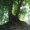 dscf5989.jpg