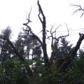 dscf2677.jpg