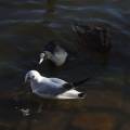 dscf3518.jpg