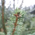 dscf2665.jpg