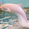 ruzovy_delfin.jpeg