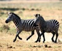 zebra1.jpg zebra1.jpg