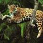 jaguar1.jpg