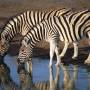zebra3.jpg