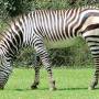 zebra2.jpg