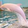 ruzovy_delfin.jpeg