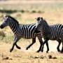 zebra1.jpg