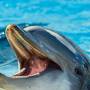 delfin.jpg